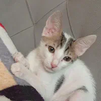واگذاری توله گربه دوماهه