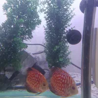 ماهی دیسکس|ماهی|ارومیه, |دیوار