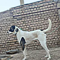 سگ 1ساله نژاد اصیل سرابی