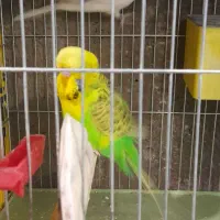 مرغ عشق هلندی