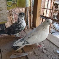 کفتر