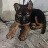 توله ژرمن شولاین|سگ|فومن, |دیوار