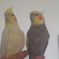 عروس هلندی و قفس بزرگ دستساز