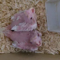 عروس هلندی سرلاکی|پرنده|زرقان, |دیوار