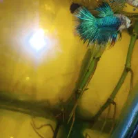 ماهی فایتر پلاکت جفت|ماهی|قرچک, شهرک الحدید|دیوار