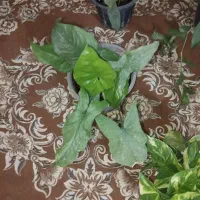 گل گوش گرگی یاسنگنیوم|گل و گیاه طبیعی|مشهد, توس (بلوار توس)|دیوار