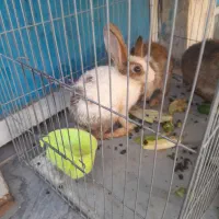 خرگوش واگذارمیشود