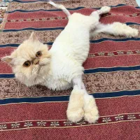 واگذاری گربه پرشین