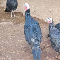 فروش یک عدد بقلمون نر