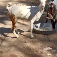 بز از بندر|حیوانات مزرعه|اردستان, |دیوار