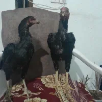 دو عدد جوجه لاری|حیوانات مزرعه|کرمانشاه, |دیوار