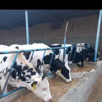 فروش 50 راس تلیسه صنعتی پای کل و آبستن