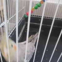 پرنده گلباقلی شاه تخم عروس هلندی