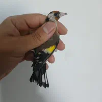 سهره ماده جوجه قفس ۲ سال گل بلند|پرنده|فردیس, فردیس|دیوار