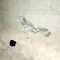 کبوتر سنگی نر