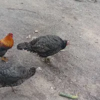 فروش بوقلمون