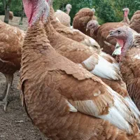 بوقلمون نر وارداتی امریکا