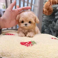 سگ maltipoo جیبی