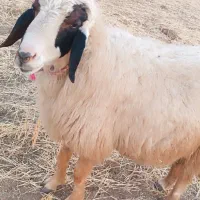 گوسفند قوچ میش