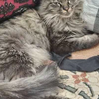 گربه مخمل و میشکا