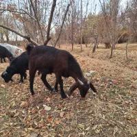 بزغاله دوبری شاخ انبر و بزغاله ماده پاکستانی|حیوانات مزرعه|مبارکه, |دیوار