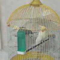 ۲عدد عروس هلندی نرو ماده دستی