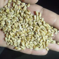 گندم تمیز