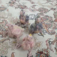 ۴عددجوجه عروس هلندی
