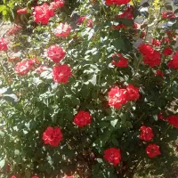 خانه ویلایی اجاره ای درسراب قلعه شاهین|اجارهٔ خانه و ویلا|قلعه شاهین, |دیوار