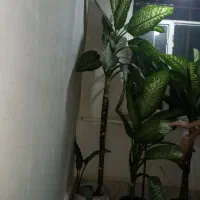 گل طبیعی ( دفن باخیا )|گل و گیاه طبیعی|الوند, |دیوار