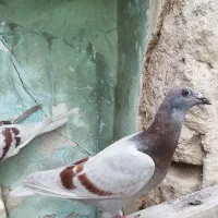 جوجه کبوتر مسافتی