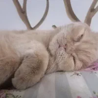 گربه پیدا شده