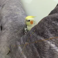 عروس هلندی نر