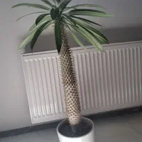 گل نخل ماداگاسکار ( پاکیپودیوم لامری)