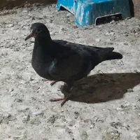پلاکی جوجه زاغ