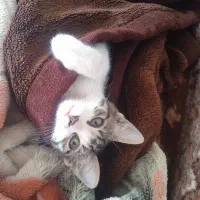 واگذاری گربه خانگی