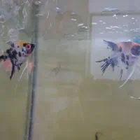 ماهیان اکواریومی ماهی قرمز رایگان