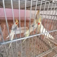 عروس هلندی دوکت پروانه ای البینو ولتینو|پرنده|آذرشهر, |دیوار