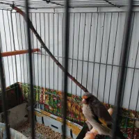 سهره کرمانی