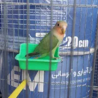 طوطی برزیلی ناب ناب|پرنده|کازرون, |دیوار
