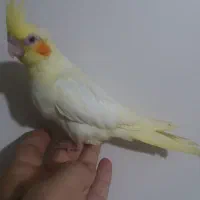 عروس هلندی لوتینو زعفرانی دوماه دستی|پرنده|کرج, کمالشهر|دیوار