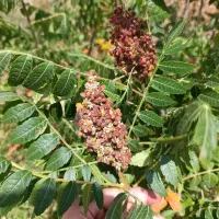 سماق ارگانیک  آذربایجان