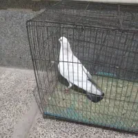 کفتر دم سیاه