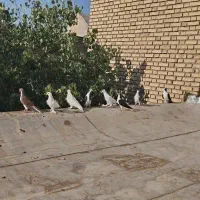 کبوتر سیاه پشت و راعبی