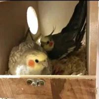 عروس مولد کارداده نرسینامون ماده گلباقالی