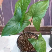 گل آگلونما برفی قاشقی افوربیا سانسوریا سینگونیوم|گل و گیاه طبیعی|تهران, صادقیه|دیوار