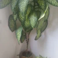 گل دیفن باخیا