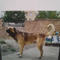 سگ سرابی