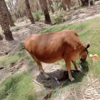 گاو ماده