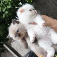 گربه پرشین چاکلت پوینت